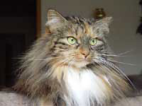 Tinka
