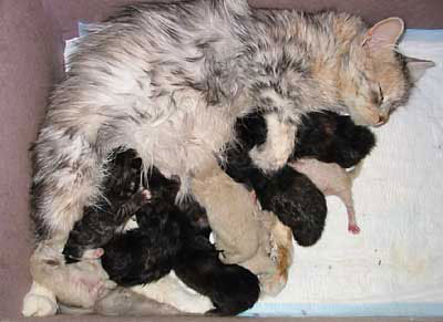 Gr. Eur. Champ. Snowknight Bonita mit ihren Kindern