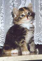 Catjuschka